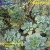 Thumbnail #2 of Aeonium haworthii by albleroy