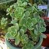 Thumbnail #3 of Aeonium haworthii by Happenstance