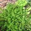 Thumbnail #4 of Sedum sexangulare by SW_gardener