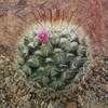 Thumbnail #3 of Mammillaria bombycina by Xenomorf