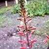Thumbnail #3 of Aloe grandidentata by palmbob