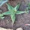 Thumbnail #5 of Aloe grandidentata by ALTER_EGO