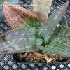 Thumbnail #4 of Aloe grandidentata by thistlesifter