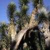 Thumbnail #2 of Yucca filifera by palmbob