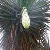 Thumbnail #3 of Yucca filifera by palmbob