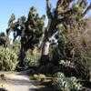 Thumbnail #1 of Yucca filifera by palmbob