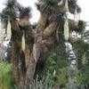 Thumbnail #4 of Yucca filifera by palmbob