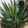 Thumbnail #3 of Agave filifera by Happenstance