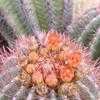 Thumbnail #4 of Ferocactus pilosus by albleroy
