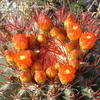 Thumbnail #1 of Ferocactus pilosus by CactusJordi