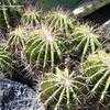 Thumbnail #5 of Ferocactus pilosus by palmbob