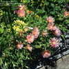 Thumbnail #4 of Delosperma cooperi by GardenGuyKin