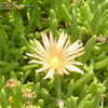 Thumbnail #5 of Delosperma cooperi by plutodrive