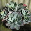 Thumbnail #5 of Echeveria glauca by Kell