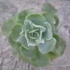 Thumbnail #4 of Echeveria glauca by Kell