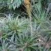 Thumbnail #1 of Dyckia platyphylla by palmbob