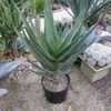 Thumbnail #2 of Aloe barberae x dichotoma by palmbob