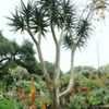 Thumbnail #3 of Aloe barberae x dichotoma by palmbob