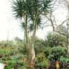 Thumbnail #4 of Aloe barberae x dichotoma by palmbob