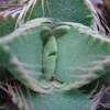 Thumbnail #5 of Faucaria felina by cactus_lover