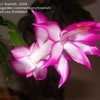 Thumbnail #4 of Schlumbergera truncata by Sneirish