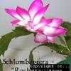 Thumbnail #1 of Schlumbergera truncata by IndaShade
