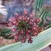 Thumbnail #5 of Euphorbia mammillaris by palmbob