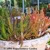 Thumbnail #1 of Euphorbia mammillaris by Happenstance