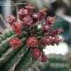 Thumbnail #3 of Euphorbia mammillaris by kniphofia
