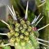 Thumbnail #2 of Euphorbia mammillaris by Happenstance