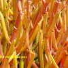 Thumbnail #3 of Euphorbia tirucalli by Kell
