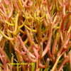 Thumbnail #2 of Euphorbia tirucalli by Kell