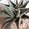 Thumbnail #5 of Haworthia limifolia by cactus_lover