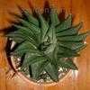 Thumbnail #1 of Haworthia limifolia by henryr10