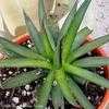 Thumbnail #3 of Agave ocahui by Happenstance