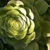 Thumbnail #1 of Aeonium pseudo-tabulaeformus by Happenstance