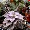 Thumbnail #1 of Graptopetalum superbum by Happenstance