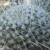 Thumbnail #1 of Mammillaria geminispina by albleroy