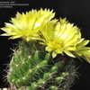 Thumbnail #5 of Mammillaria sphaerica by CactusJordi