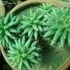 Thumbnail #3 of Mammillaria sphaerica by cactus_lover