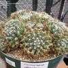 Thumbnail #4 of Mammillaria sphaerica by palmbob