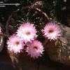 Thumbnail #2 of Echinopsis  by KactusKathi