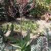 Thumbnail #1 of Aloe karasbergensis by palmbob