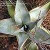 Thumbnail #3 of Aloe karasbergensis by Porphyrostachys