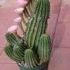 Thumbnail #5 of Echinopsis  by cacti_lover