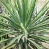 Thumbnail #2 of Agave decipiens by cactus_lover