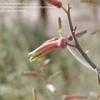 Thumbnail #5 of Aloe karasbergensis by Porphyrostachys