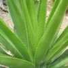 Thumbnail #5 of Agave decipiens by Xenomorf