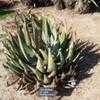 Thumbnail #2 of Aloe aculeata by palmbob