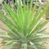 Thumbnail #4 of Agave decipiens by Xenomorf